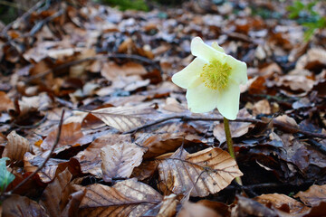 Schneerose oder Christrose im Salzkammergut (Oberösterreich, Österreich) - Snow rose or Christmas...