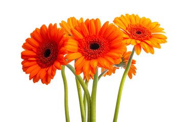 gerbera flower isolated