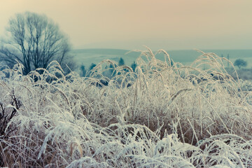 Frozen weed on winter landscape.