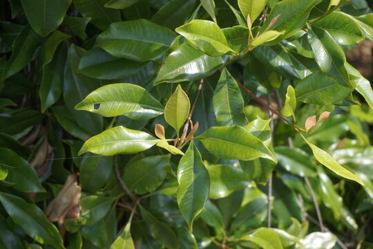 Clove leaves on the tree. Also called cengkih, cengkeh, Syzygium aromaticum and Eugenia aromaticum