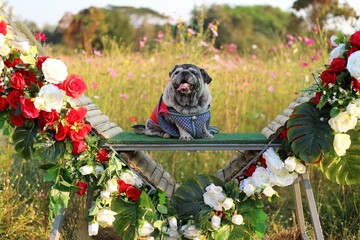 Pug, fat dog, cute, funny face, smile, enjoy the journey. Sit on a wooden chair in a flower garden, choose focus.