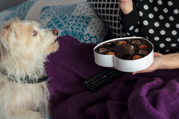 Woman in bed with blanket and dog eating heart-shaped chocolates from valentines gift box