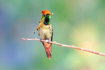A male Tufted Coquette hummingbird, Lophornis ornatus, perching on a branch with a pastel colored bokeh background. 