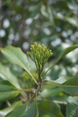 Fototapeta premium Clove leaves on the tree. Also called cengkih, cengkeh, Syzygium aromaticum and Eugenia aromaticum