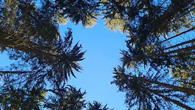  Drehung mit Blick aufw&auml;rts zu den Baumkronen in den Blauen Himmel