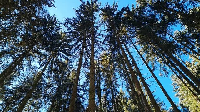 Blick aufw&auml;rts zu den Baumkronen in den Blauen Himmel