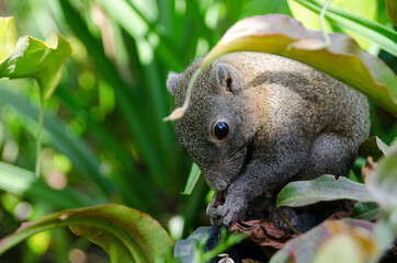 Close-up cute  squirrel eating monkey cups.