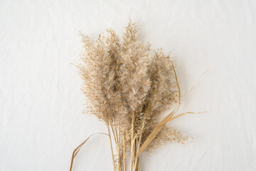 Dry reeds pampas grass on white wrinkled sheet background