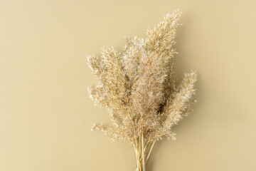 Dry reeds pampas grass on beige neutral background