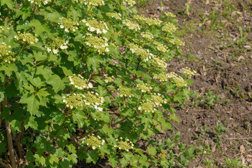 Fototapeta na wymiar A bush of the Viburnum plant during spring flowering. Small white flowers, green leaves.