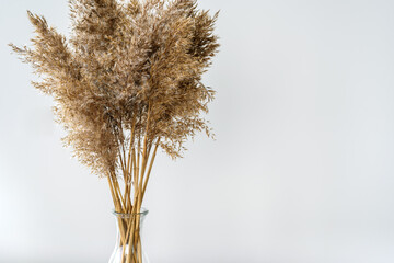 Dry reeds pampas grass in glass vase on light gray background