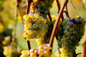 Ripe green grapes in vineyard during autumn harvest season in Pálava region, Czech republic, Europe