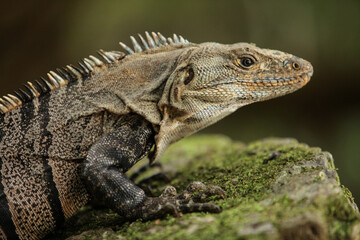 Obraz premium Costa Rica Iguana