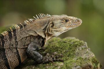 Fototapeta premium Costa Rica Iguana