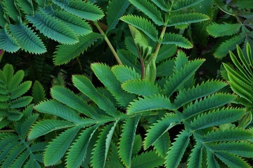 Melianthus major (honey bush) leaves, closeup view - メリアンサス マヨール 緑の葉