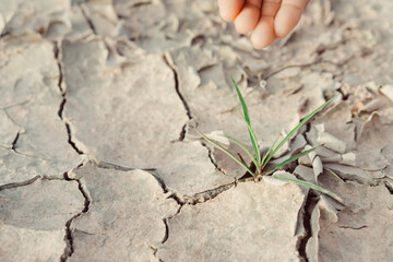 Watering seedlings are growing from arid soil with morning sun is shining, concept of global warming.