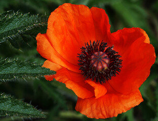 Red poppy flower on a green background. Closeup. Nature. 