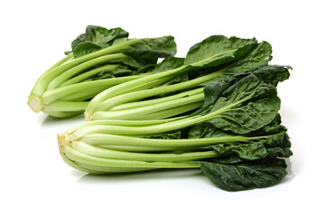 Fresh harvested Tah Tsai lettuce isolated on white. Tah Tsai or (Tatsoi) a commly used green leaf vegetable in Chinese and oriental dishes.