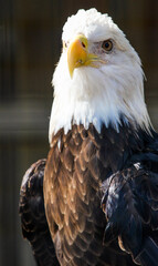 Naklejka premium Close up of a Bald Eagle