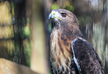 Portrait of a Hawk 