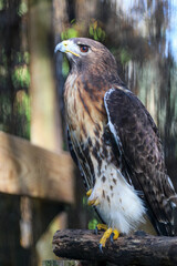 Portrait of a Hawk 