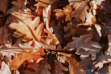 autumn leaves on the ground
