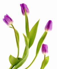 Violet tulips on white background.