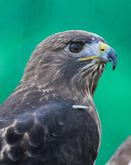 Portrait of a Hawk on a natural green background 