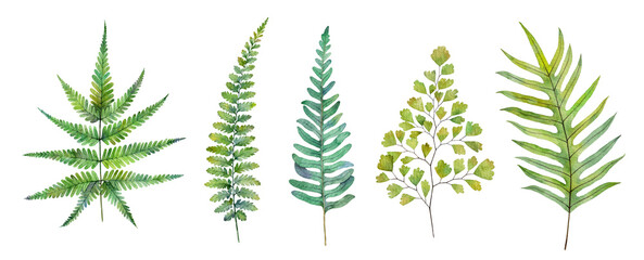 Watercolor fern leaves isolated on white background. Hand drawn botanical illustration. © Екатерина Роменская