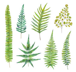 Watercolor fern leaves isolated on white background. Hand drawn botanical illustration.