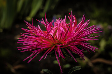 Obraz premium Red needle asters bloom in the summer garden