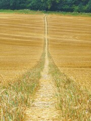 footpath through a wheat field in the Chilterns on a hot summer's day