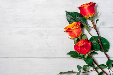 three red and yellow roses on a light wooden background with copy space. layout for design