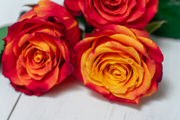 beautiful red and yellow roses close up