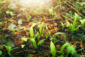 Wild garlic (ramsons) leaves growing in spring