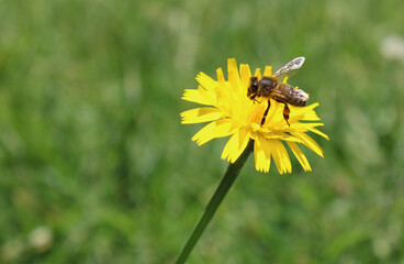 Bee working (macro) - dandelion flower 3