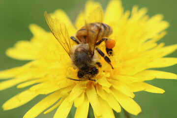 Bee working - dandelion flower 2