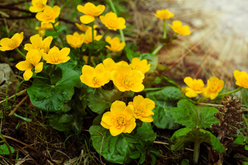 Marsh marigold flowers during spring time.