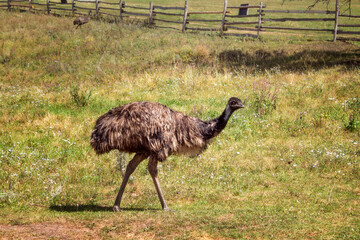 An ostrich walks along the fence