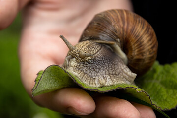 Snail in the spring on a leaf in the palm of your hand