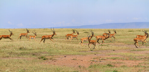 Naklejka na ściany i meble Group of impalas (Aepyceros melampus) run quickly with hooves in air. Odd one out stands still. Maasai Mara National Reserve, Kenya, Africa. Blue sky, copy space