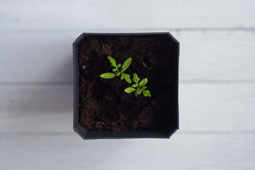 young sprouts in a pot in the spring