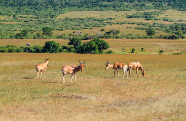 Hartebeest (Alcelaphus buselaphus), four Kongoni graze in Maasai Mara National Reserve, Kenya, Africa. African elephants in distance. Antelope on green grass plains landscape 