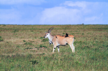 Naklejka na ściany i meble Eland, female antelope (Taurotragus oryx) swishing tail at oxpecker birds on its back. Common or Southern eland, Maasai Mara National Reserve, Kenya, Africa. Side view, spiral horns