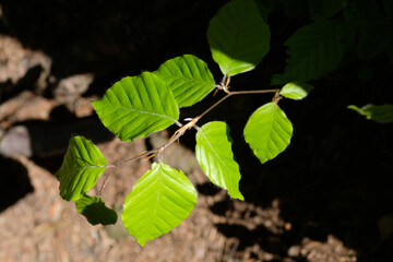 Young and green leaves of a beech tree in close-up in strong sunlight against a background of brown soil and shadow. Natural light. Sunny day. Natural background. Forest. Park. Springtime.
