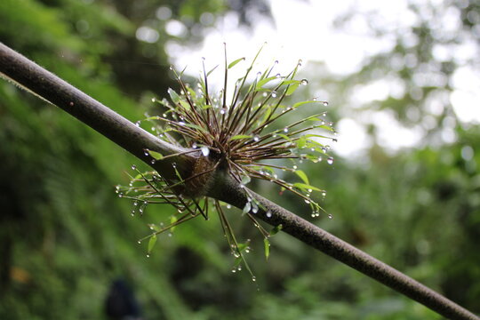 nature - green 