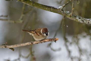 Portrait of Eurasian tree sparrow sitting on the branch tree in snowy winter