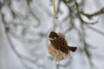 Eurasian Sparrow hanging and eating seeds in the snowy winter on a tallow ball