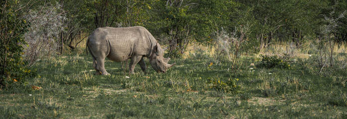 Panoramic side view of black rhinoceros, rhino, standing between thorny bushes Etosha National Park