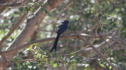 drongo on a tree